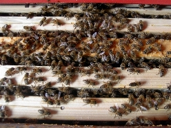 Bienenwabe